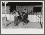 Elaborate preparations are made for entries in Shelby County Horse Show and Fair. Shelbyville, Kentucky