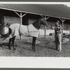 Winners in the Shelby County Horse Show and Fair. Shelbyville, Kentucky