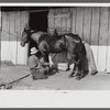 Elaborate preparations are made for entries in Shelby County Horse Show and Fair, Shelbyville, Kentucky