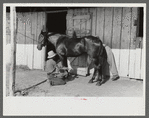 Elaborate preparations are made for entries in Shelby County Horse Show and Fair, Shelbyville, Kentucky