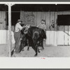 Elaborate preparations are made for entries in Shelby County Horse Show and Fair, Shelbyville, Kentucky