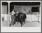 Elaborate preparations are made for entries in Shelby County Horse Show and Fair, Shelbyville, Kentucky