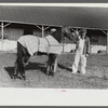 Winner in the Shelby County Horse Show and Fair, Shelbyville, Kentucky