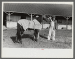 Winner in the Shelby County Horse Show and Fair, Shelbyville, Kentucky