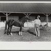 Winner in the Shelby County Horse Show and Fair, Shelbyville, Kentucky