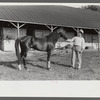 Winner in the Shelby County Horse Show and Fair, Shelbyville, Kentucky
