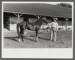 Winner in the Shelby County Horse Show and Fair, Shelbyville, Kentucky