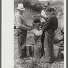Pouring off and straining finished sorghum syrup after it had been boiled down at a "syruping off" on the highway between Jackson and Campton, Kentucky
