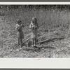 In the early fall during "syruping off" time many of the children stay home from school to eat the freshly boiled down sorghum cane syrup. The cook usually goes to the various farms in the neighborhood and for his work takes a share of the syrup