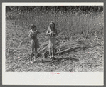 In the early fall during "syruping off" time many of the children stay home from school to eat the freshly boiled down sorghum cane syrup. The cook usually goes to the various farms in the neighborhood and for his work takes a share of the syrup