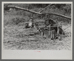 Ginning the sorghum cane to make syrup. At a mountaineer's home on the road between Jackson and Campton, Kentucky