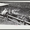 Farmers trading mules and horses on "Jockey Street" in Campton, Kentucky