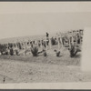 Schomburg among grave