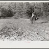 Mountain girl riding home from school on muleback. Up South fork of the Kentucky River. Breathitt County, Kentucky