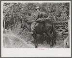 Mountaineer going home on muleback up Burton's Fork of the Kentucky River. Kentucky
