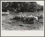 Sheep grazing on farm of Russell Spears near Lexington, Kentucky