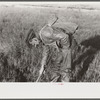 Spanish trapper checking up on the trap which he set in the muskrat "run." In the marshland near Delacroix Island, Louisiana
