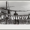 Trapper's son hanging stretched muskrat skins up to dry in front of his camp in the marshes. Near Delacroix Island, Louisiana