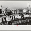 Trapper's son hanging stretched muskrat skins up to dry in front of his camp in the marshes. Near Delacroix Island, Louisiana