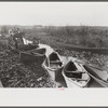 Spanish trappers returning in their home-built pirogues (canoes) in the evening after having made the rounds of their muskrat traps. In the marshes near Delacroix Island, Louisiana. See general caption no. 1