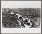 Spanish trappers returning in their home-built pirogues (canoes) in the evening after having made the rounds of their muskrat traps. In the marshes near Delacroix Island, Louisiana. See general caption no. 1