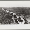 Spanish trappers returning in their home-built pirogues (canoes) in the evening after having made the rounds of their muskrat traps. In the marshes near Delacroix Island, Louisiana. See general caption no. 1