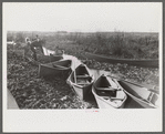 Spanish trappers returning in their home-built pirogues (canoes) in the evening after having made the rounds of their muskrat traps. In the marshes near Delacroix Island, Louisiana. See general caption no. 1