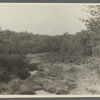 View of forget-me-not patch. North side Montauk Highway. West Sayville, Islip