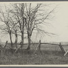 View of lopped or blazed trees (old farm fence). west side Hands Lane, north of railroad tracks. Bridgehampton, Southampton