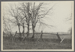 View of lopped or blazed trees (old farm fence). west side Hands Lane, north of railroad tracks. Bridgehampton, Southampton