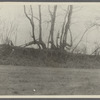 View of lopped or blazed trees (old farm fence). west side Hands Lane, north of railroad tracks. Bridgehampton, Southampton