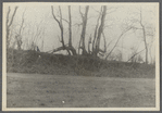 View of lopped or blazed trees (old farm fence). west side Hands Lane, north of railroad tracks. Bridgehampton, Southampton