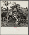 Hauling coal up the hill, picked up near mines, to his home. Chaplin, West Virginia