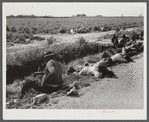 Negro tomato pickers during lunch hour. Homestead, Florida