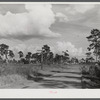Typical Florida road and country near Winter Haven