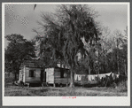 Negro shack near Beaufort, South Carolina. Negro living there is a bricklayer