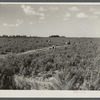 Migrant laborers pick tomatoes in fields near Homestead, Florida