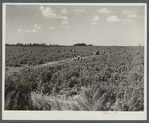 Migrant laborers pick tomatoes in fields near Homestead, Florida