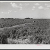 Migrant laborers pick tomatoes in fields near Homestead, Florida