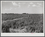 Migrant laborers pick tomatoes in fields near Homestead, Florida
