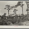 Turpentine camp. North Florida