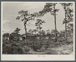 Turpentine camp. North Florida