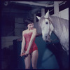 La Plume de Ma Tante, original Broadway production, cast posing with horse