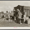 Trucker loading cabbages beside road near Belle Glade, Florida