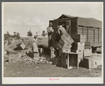 Trucker loading cabbages beside road near Belle Glade, Florida