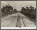 Typical Florida road and country near Winter Haven