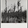 Cypress swamp near Summerville, South Carolina