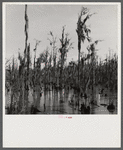 Cypress swamp near Summerville, South Carolina