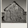 Front of thatched house made of palm leaves near Moore Haven, Florida