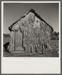 Front of thatched house made of palm leaves near Moore Haven, Florida